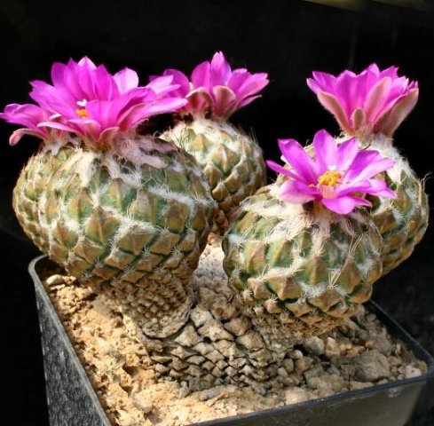 Pelecyphora_(Encephalocarpus)_strobiliformis